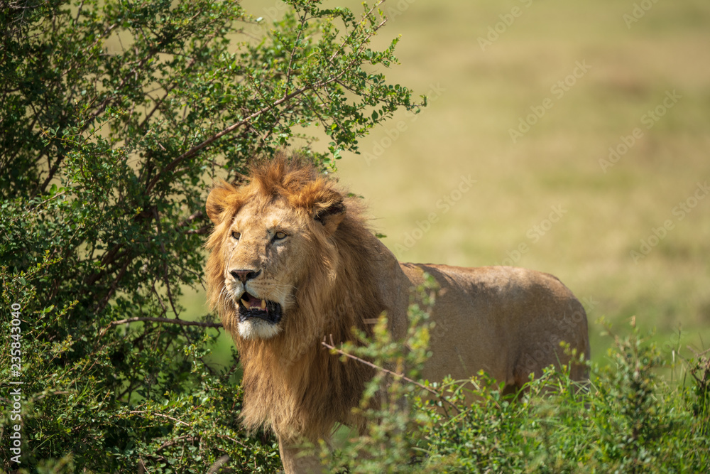 Fototapeta premium lion in the bush