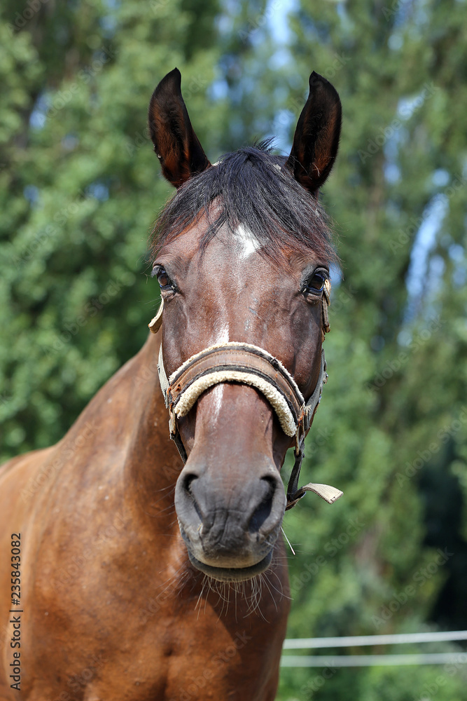 Head of a healthy sport horseduring dressage at rural equestrian center Head of a healthy sport horseduring dressage at rural equestrian center