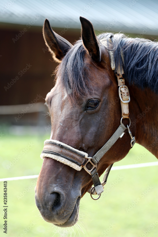 Head of a healthy sport horseduring dressage at rural equestrian center Head of a healthy sport horseduring dressage at rural equestrian center
