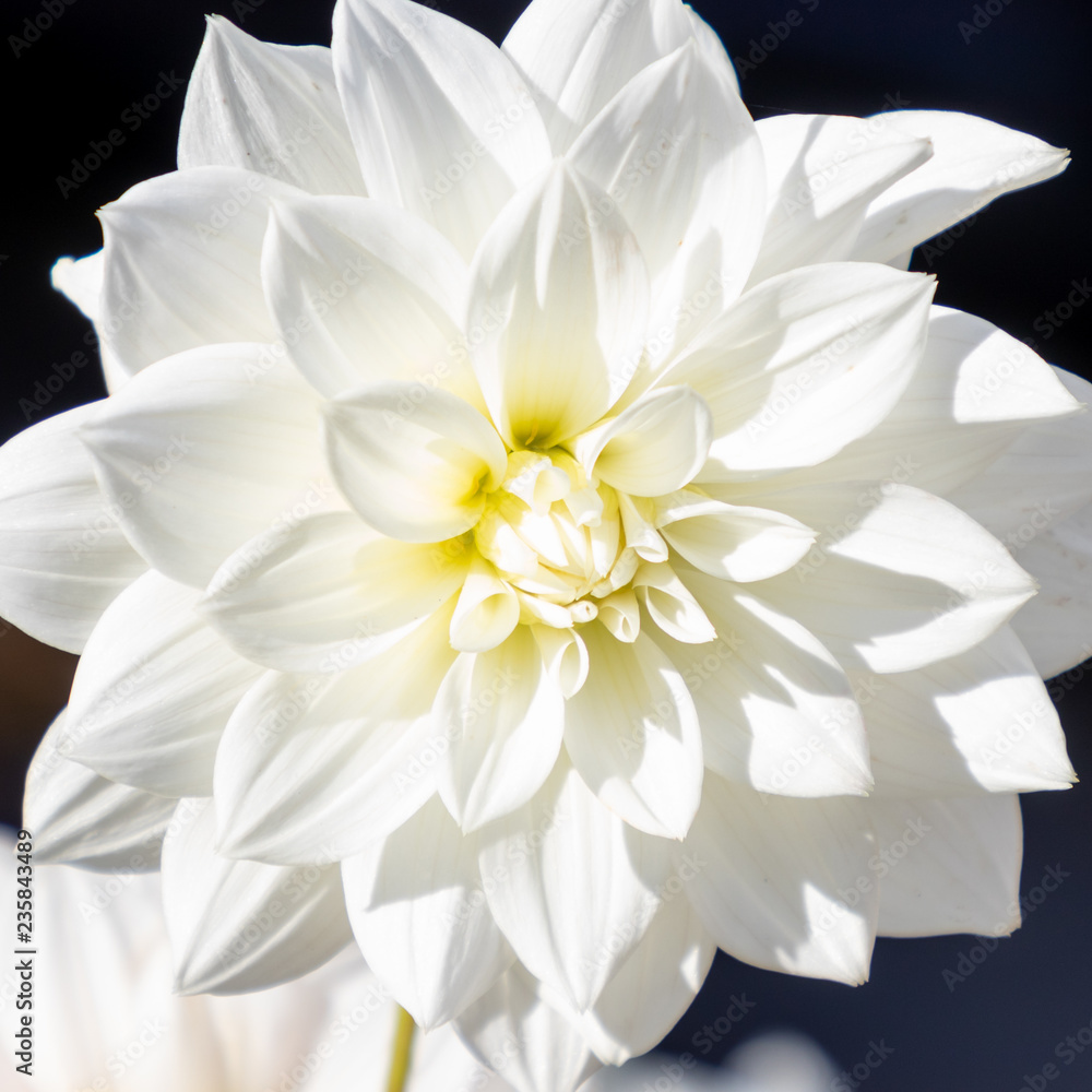 Fototapeta premium white flower on black background