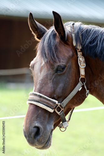 Head of a healthy sport horseduring dressage at rural equestrian center