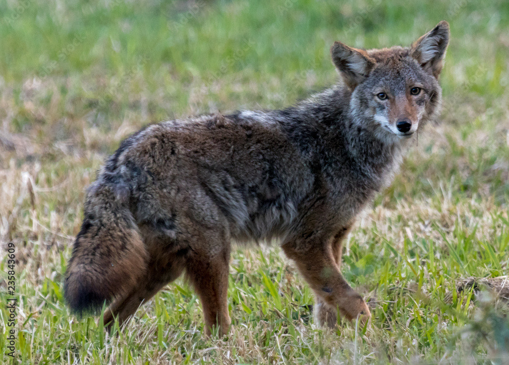 Fototapeta premium Coyote