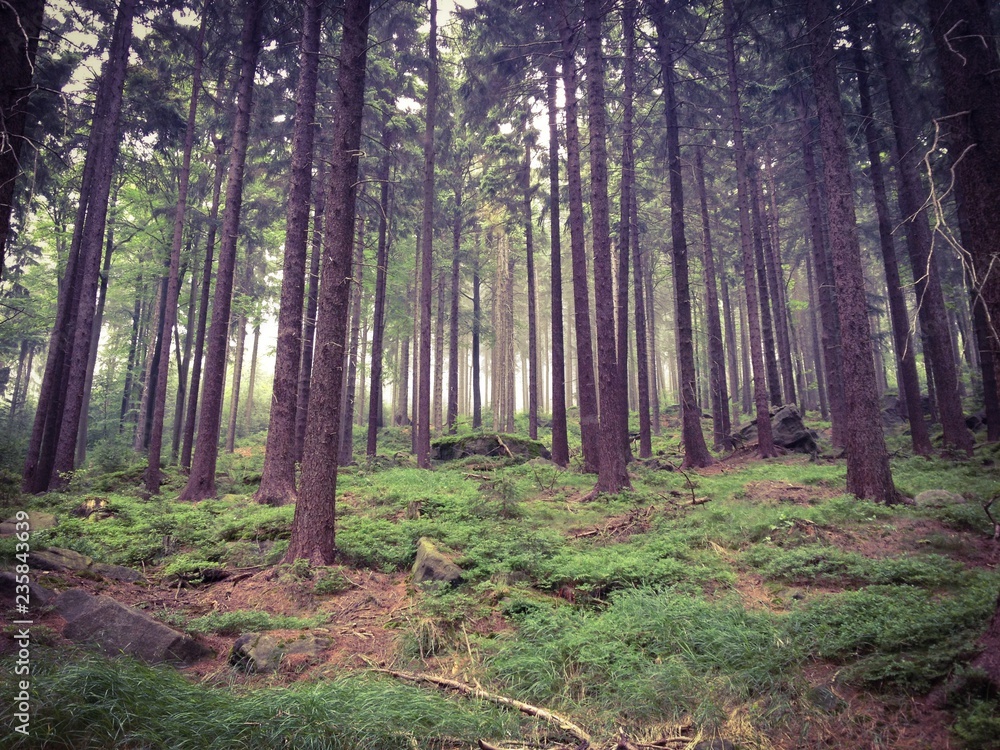 Obraz premium mroczny las