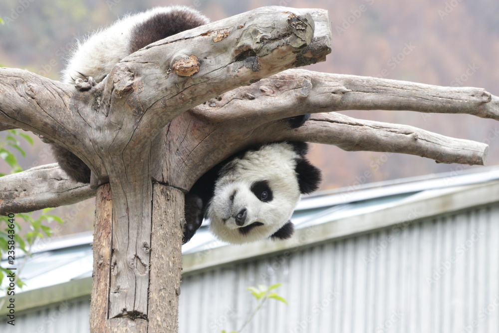 Fototapeta premium Fluffy Panda Cub on the Tree, China
