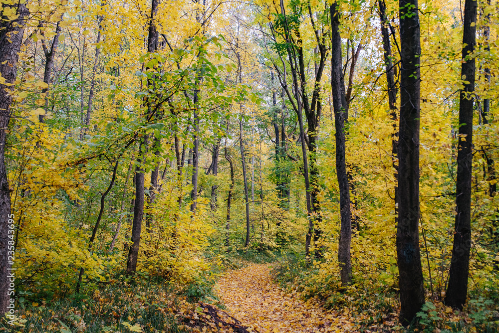 Autumn forest. Ecological safety. Wildlife concept. Autumn foliage and orange leaf fall. Mixed forest. Autumn forest. Ecological safety. Wildlife concept. Autumn foliage and orange leaf fall. Mixed forest.