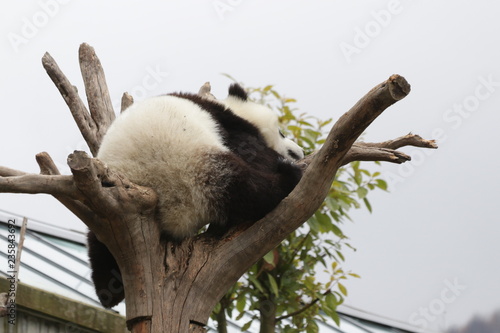 Fototapeta Naklejka Na Ścianę i Meble -  Fluffy Panda Cub on the Tree, China
