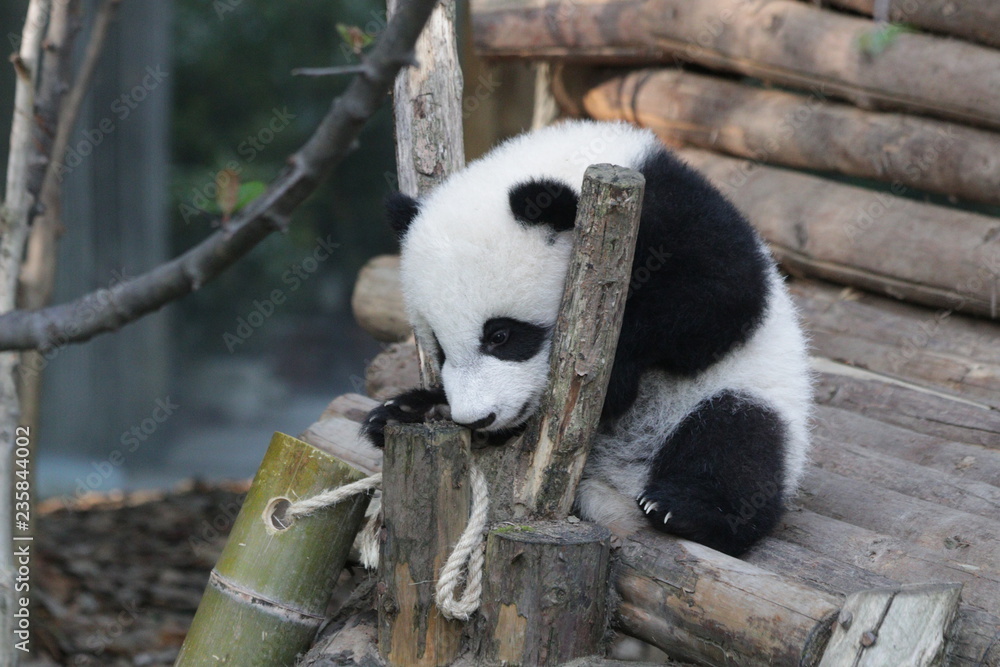 Little Fluffy Panda Cub is Exploring his Playground Happily, China Little Fluffy Panda Cub is Exploring his Playground Happily, China