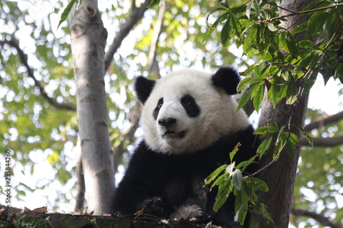 Close up Fluffy Face of Panda Cub's Face , Chengdu Base, China © foreverhappy