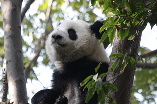 Cute Panda Cub on the Tree, Chengdu, China © foreverhappy
