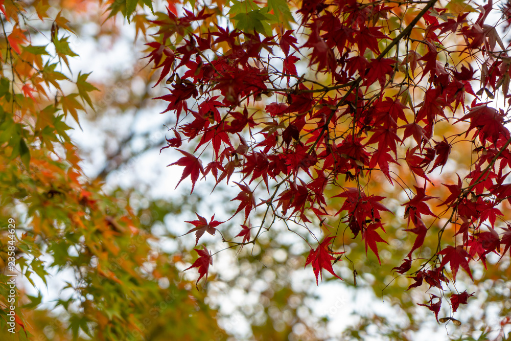 Beautiful november autumn red maple leaves foreground with yellow and green blurred bokeh background, Kyoto Beautiful november autumn red maple leaves foreground with yellow and green blurred bokeh background, Kyoto