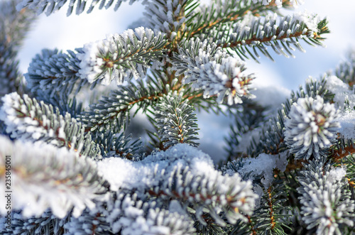 Twigs of fir tree in the snow  winter background