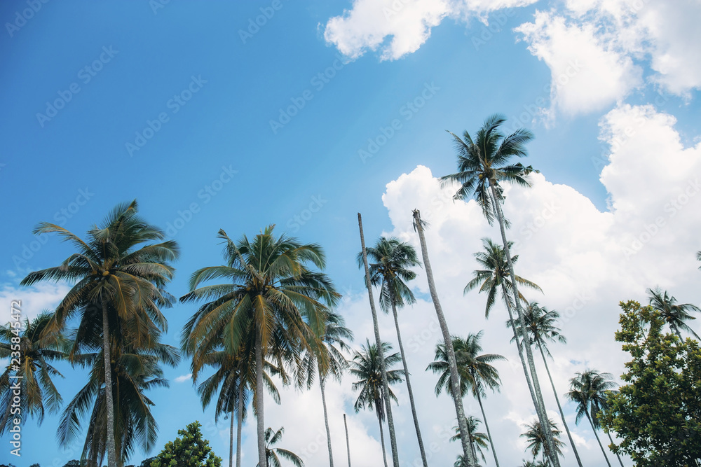 Coconut tree at sky in summer.
