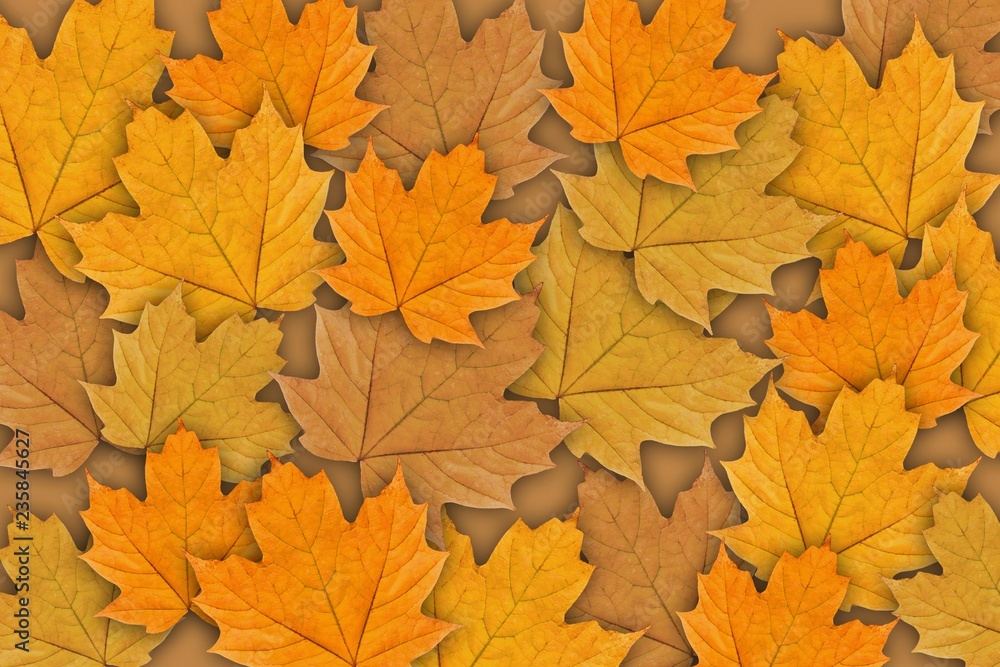 Background of autumn orange maple leaves. Background of autumn orange maple leaves.