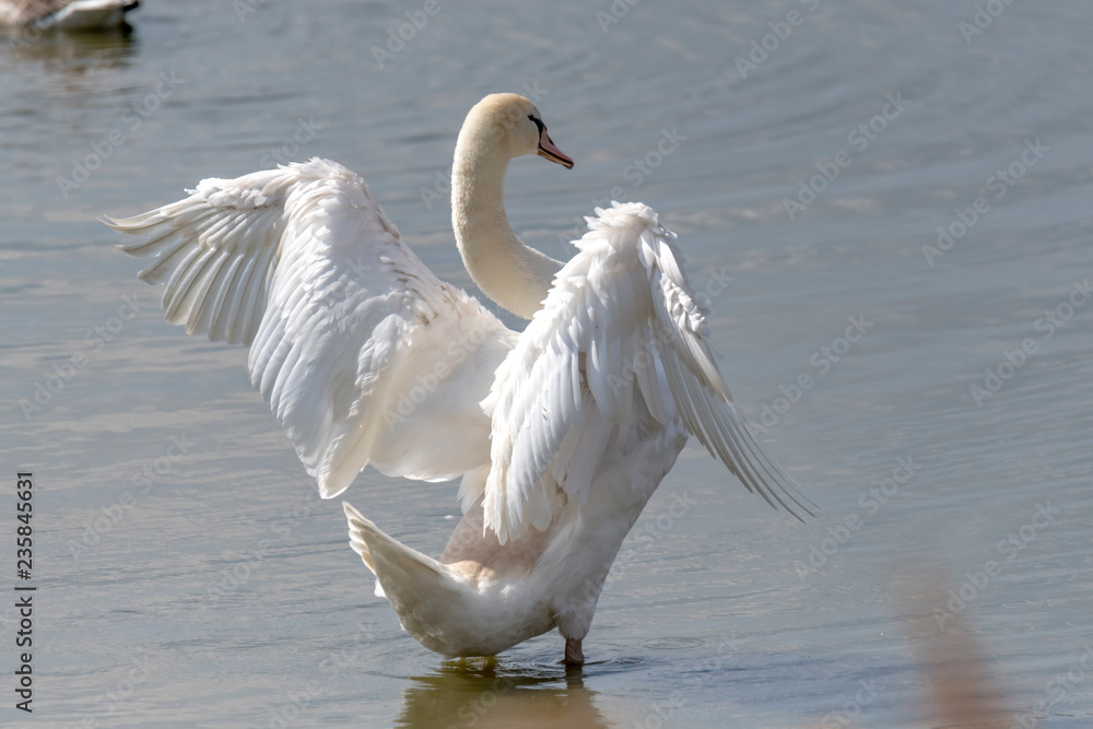 Fototapeta premium Mute Swan brushes its plumage on the shore in the back light