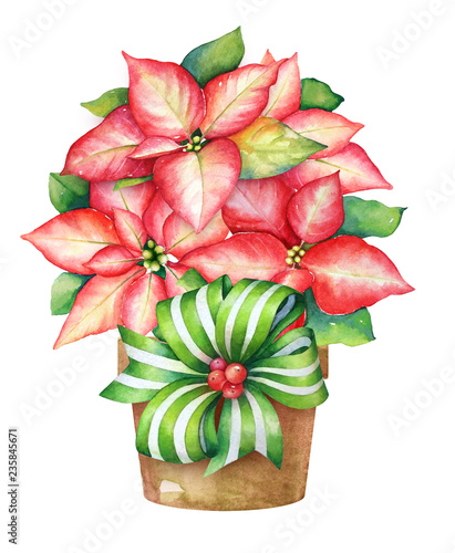 Christmas illustration of the blooming poinsettia plant in a pot with green ribbon on white background.