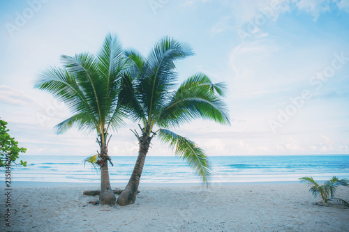 Coconut tree on beach with sky.