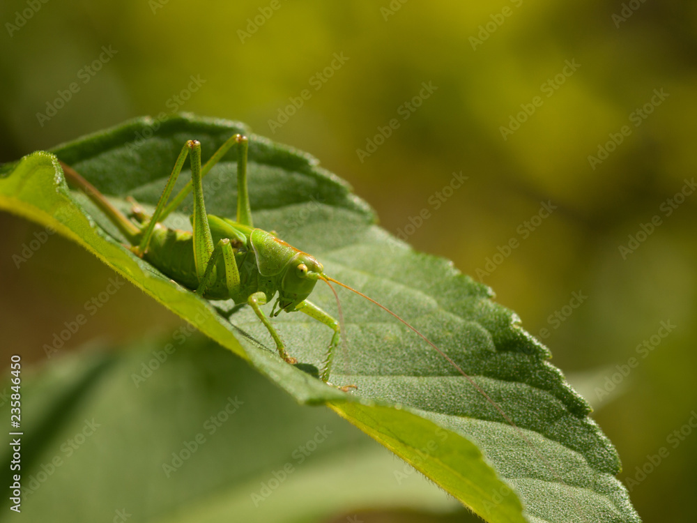 The great green bush-cricket ( Tettigonia viridissima) on a leaf. The great green bush-cricket ( Tettigonia viridissima) on a leaf.