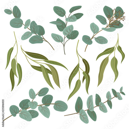 Collection of twigs with fresh green leaves, floral design elements vector Illustration on a white background