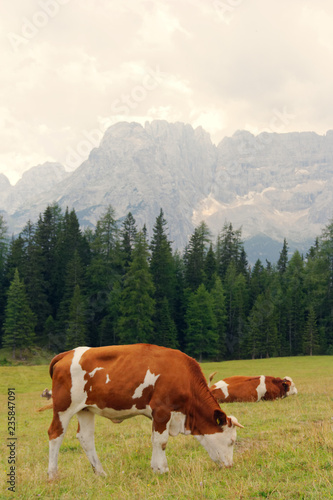 red cows graze on green meadows in the alps. l