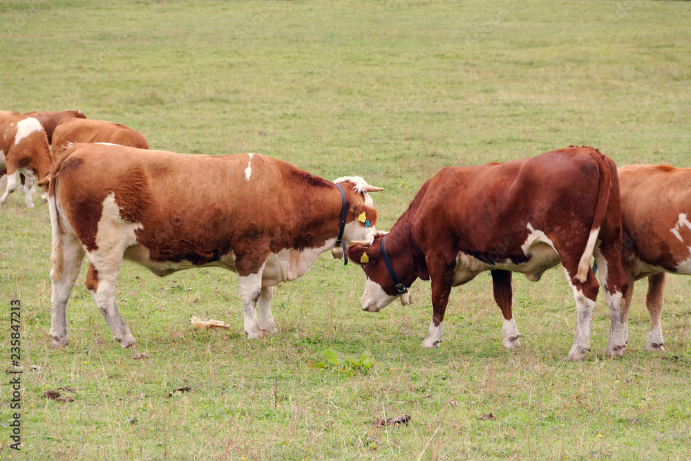 red cows graze on green meadows in the alps. l red cows graze on green meadows in the alps. l
