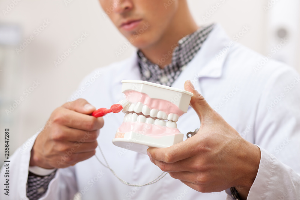Cropped close up of a male dentist showing how to brush teeth correctly, using dental mold and toothbrush. Selective focus on denture model in the hands of a dentist. Dentistry, clean teeth concept Cropped close up of a male dentist showing how to brush teeth correctly, using dental mold and toothbrush. Selective focus on denture model in the hands of a dentist. Dentistry, clean teeth concept