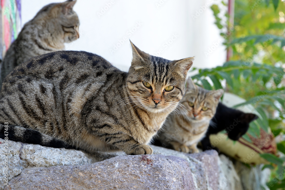 cats in garden