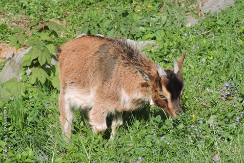 A young brown billy goat eating grass