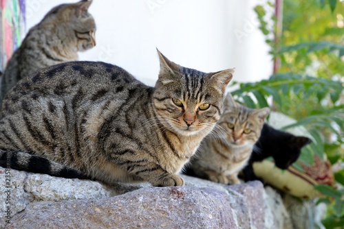 cats in garden © aykutkarahan