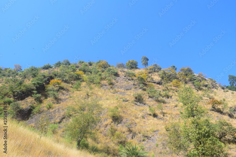 Beautiful picture of Trees, bushes and grass in Muzaffarabad, Azad Kashmir. Kashmir is known as paradise on earth. 