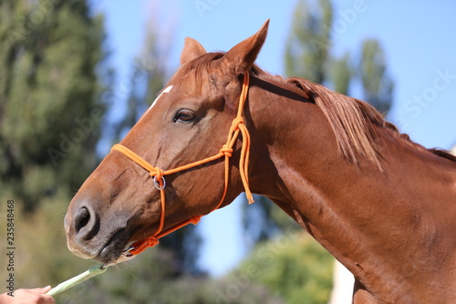 Fototapeta Naklejka Na Ścianę i Meble -  Head of a healthy sport horseduring dressage at rural equestrian center