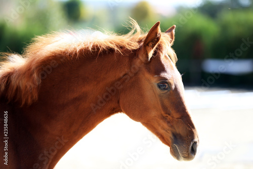 Head of a healthy sport horseduring dressage at rural equestrian center