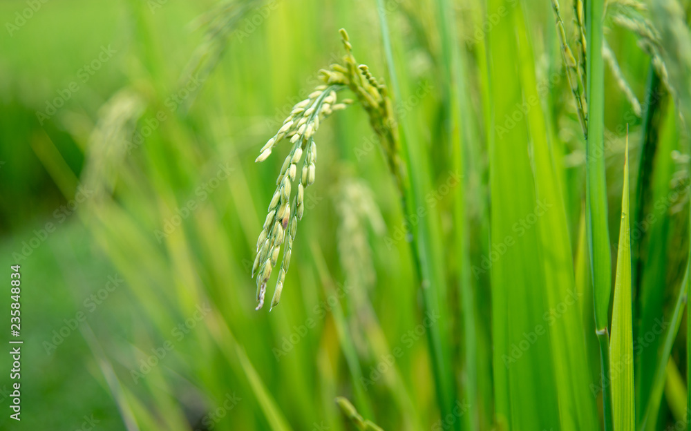Rice field,Paddy rice with sun light at Thailand.,Nature background concept. Rice field,Paddy rice with sun light at Thailand.,Nature background concept.
