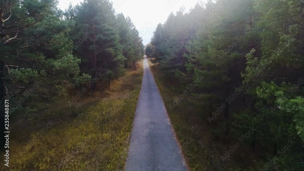 aerial motion over track between high pines and gold birches aerial motion over track between high pines and gold birches