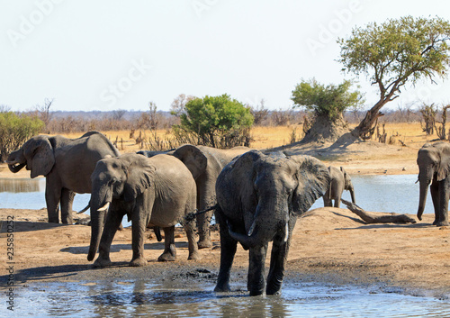 Waterhole at Nehimba with a herd of elephants taking a drink.  Hwange National Park  Zimbabwe  Southern Africa