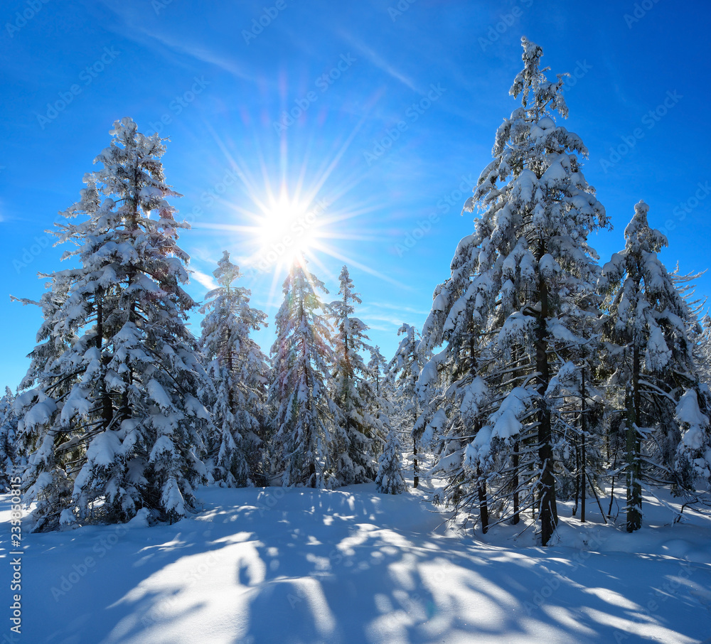 Untouched Winter Landscape, Spruce Tree Forest Covered by Snow, bright sunshine, blue sky - obrazy, fototapety, plakaty 