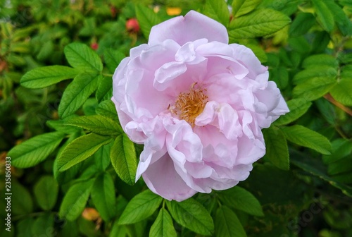 Pale pink rugosa rose