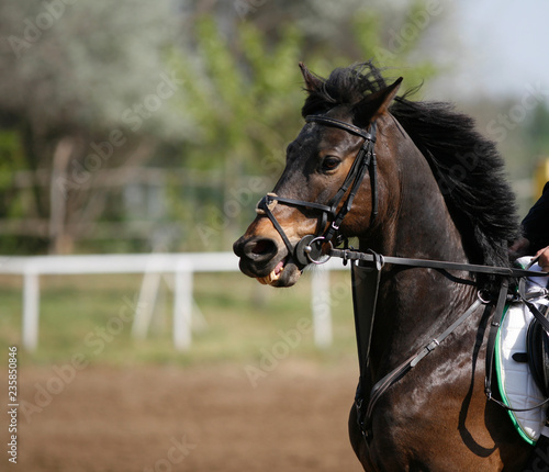 Sport horse portrait during dressage competition