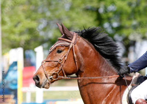 Sport horse portrait during dressage competition
