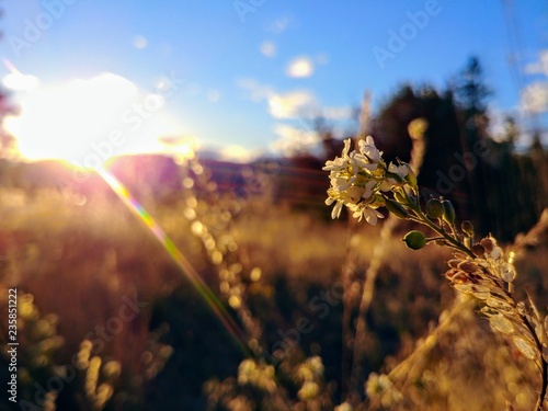 Billede på lærred False flax in a field at sunset