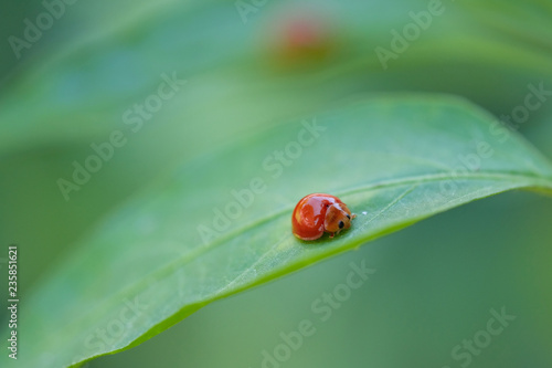 black Ladybug on a green leaf with soft focus