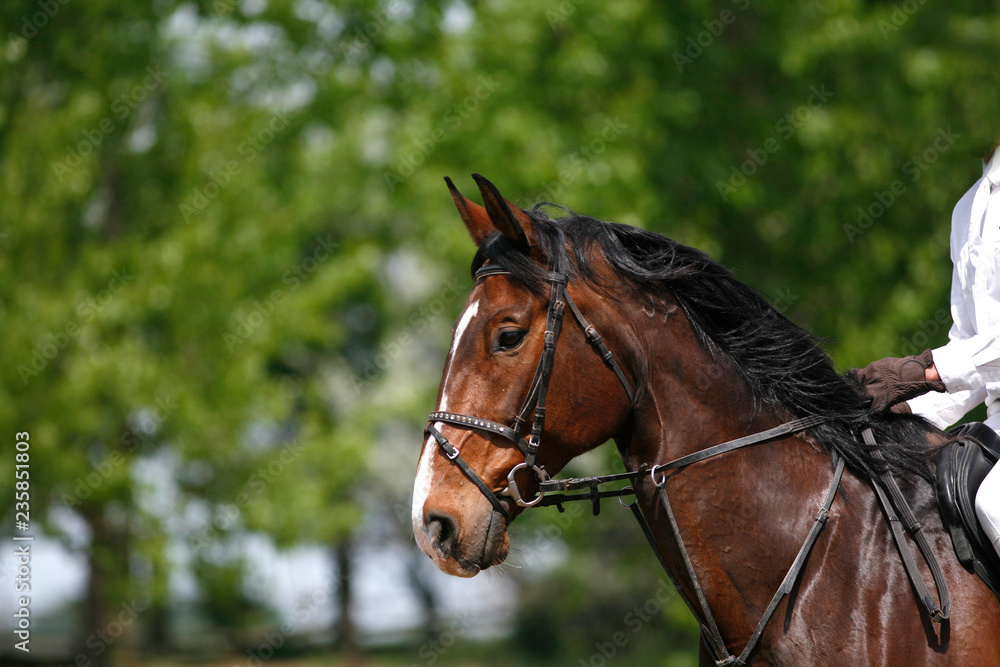 Sport horse portrait during dressage competition Sport horse portrait during dressage competition