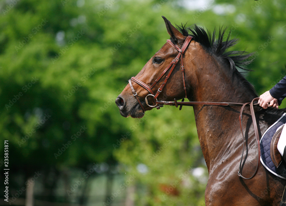 Sport horse portrait during dressage competition Sport horse portrait during dressage competition
