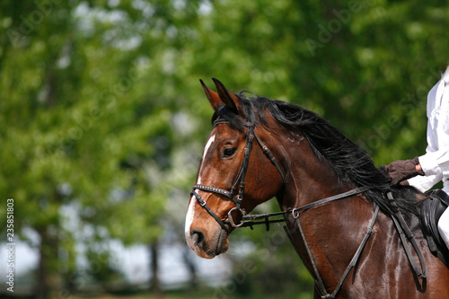 Sport horse portrait during dressage competition © acceptfoto