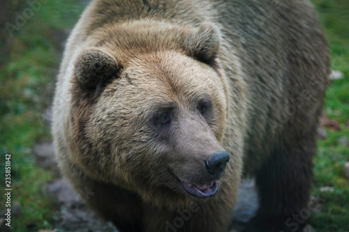 Wallpaper Mural Brown bear portrait. Reserve, animal shelter Torontodigital.ca