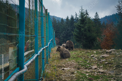 A brown bear sits behind a fence