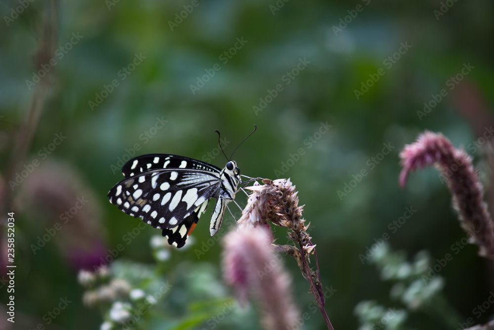 Naklejka premium Beautiful common lime butterfly sitting on the flower plants with a nice soft background.