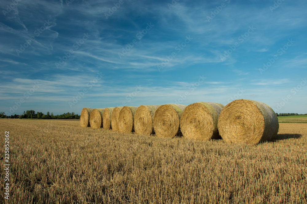 Hay bales in a row on the field and blue sky