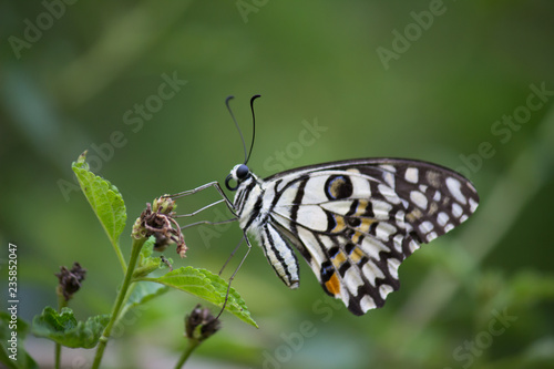 Beautiful common lime butterfly sitting on the flower plants with a nice soft background. © Robbie Ross