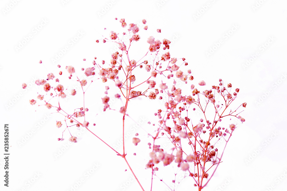 Dry grass flower on white background Dry grass flower on white background