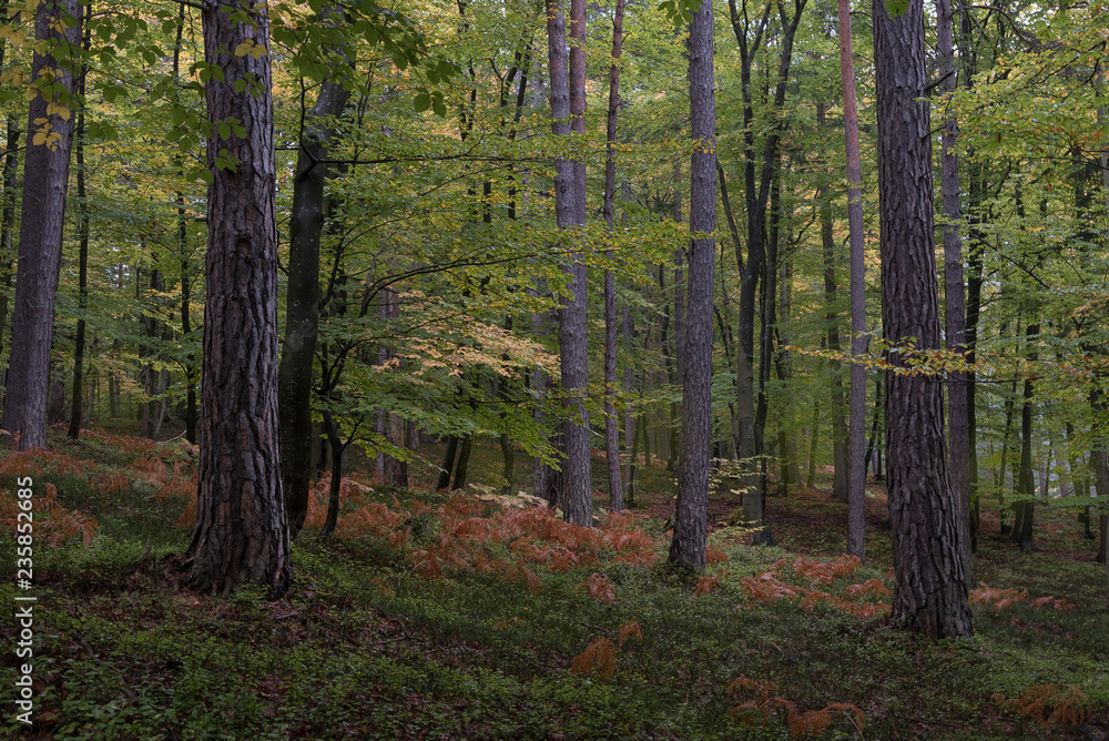Obraz premium Wald im Herbst